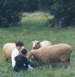 friendly ewes